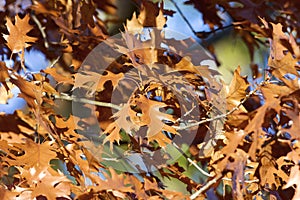 Black Oak Leaves  704874