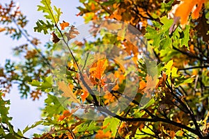 Black oak Quercus kelloggii leaves painted in autumn colors, Calaveras Big Trees State Park, California