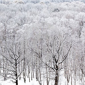 Black oak tree bare trunks in forest in winter