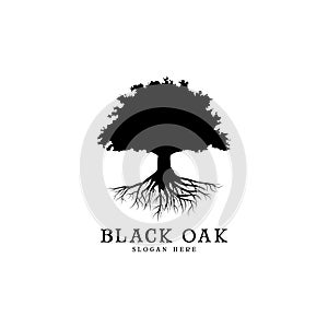 Black oak tree logo and roots design illustration