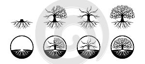 ,black oak tree logo and roots design vector illustration