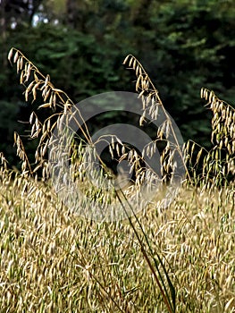 black oats plants on field