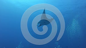 Black Oceanic Manta floating on a background of blue water