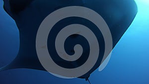 Black Oceanic Manta floating on a background of blue water