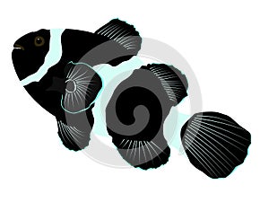 Black ocellaris clownfish illustration