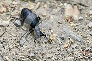 Black oil beetle