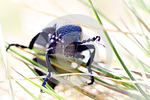 Black Oil-beetle Meloe proscarabaeus Linnaeus