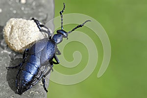 Black oil beetle, Meloe proscarabaeus, looks around the corner with copy space