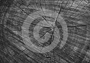 Black old wood texture as background, tree cross section