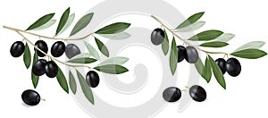 Black olive branch. Realistic .