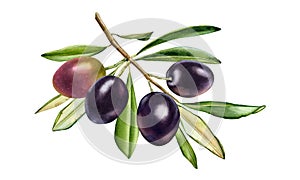 Black olive branch. Watercolor shiny fruits with leaves. Realistic painting with fresh ripe purple olives. Botanical