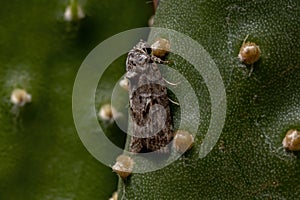 Black-olive Caterpillar Moth