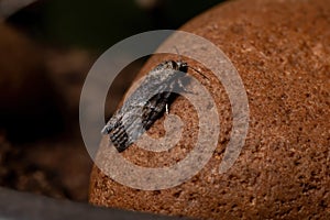 Black-olive Caterpillar Moth