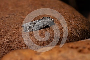 Black-olive Caterpillar Moth