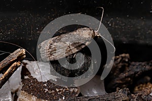 Black-olive Caterpillar Moth