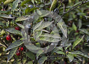 Black Olive Ornamental Peppers