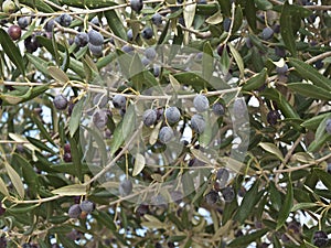 Black olive tree