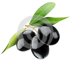 Negro olivos 