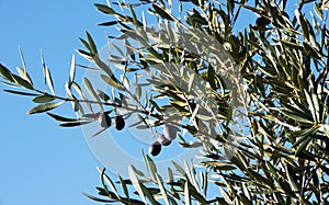 black olives on branch