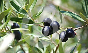 black olives on branch and leaves