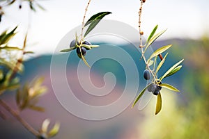 Black olives on the branch of olive tree
