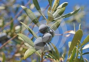 olive Black olives on branch of olive tree background