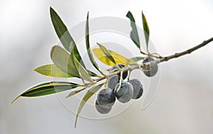 Black olives on branch of olive treestock, photo, photograph, image, picture