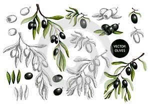 Black olives branches in graphic and realistic style isolated on white background, Vector illustration.