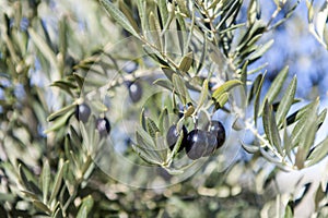 Black olives growing on tree