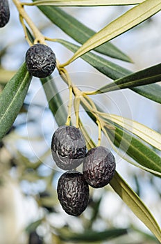 Black olives on oil tree