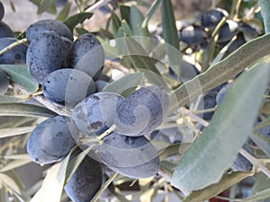 Black olives on an olive tree