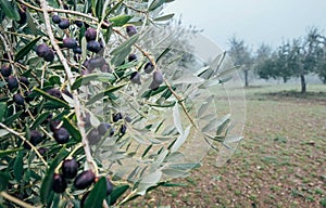 Black olives on the olive tree branch with a background with trunks rows. Eco food and a Mediterranean agriculture concept image