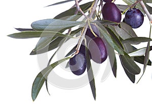 Black olives in olive tree branch i