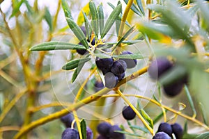 Black olives plant