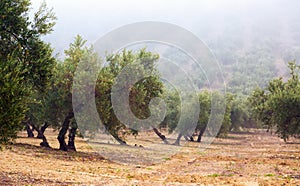 Black olives plant