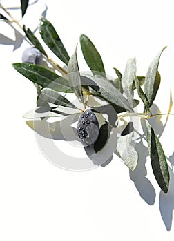 Black olives with rain drops on white background.