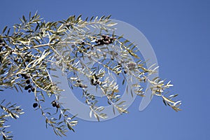Black olives on tree