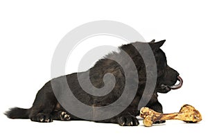Black one blind chow chow with a big bone eating in studio