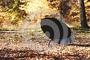 Black open umbrella in an autumn park