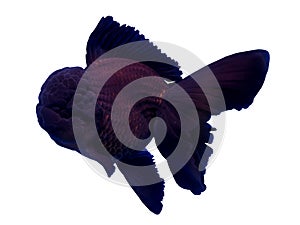 Goldfish isolated in a white background