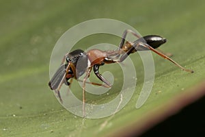 Black and orange ant mimic spider photo