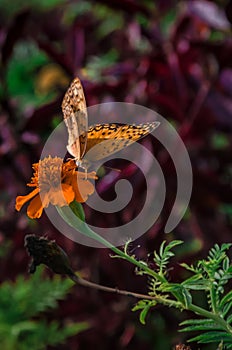 Black and orange Argynnis Butterfly feeding on an orange Tagetes flower