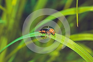 Black and orange beetle firefighter