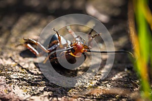 Black and orange beetle lying stuck on its back