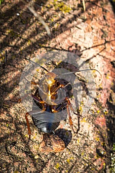 Black and orange beetle lying stuck on its back