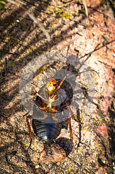 Black and orange beetle lying stuck on its back