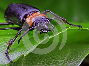 Black and Orange Beetle restin on a leaf in narrow focus