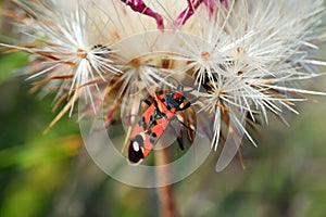 Black-orange beetle on white dandelion flower