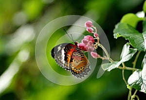 Black orange brown butterfly eating nectar from a flower.
