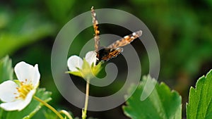 Black and orange butterfly flying on white flower after feeding. 4K butterfly in summer garden with blooming wild